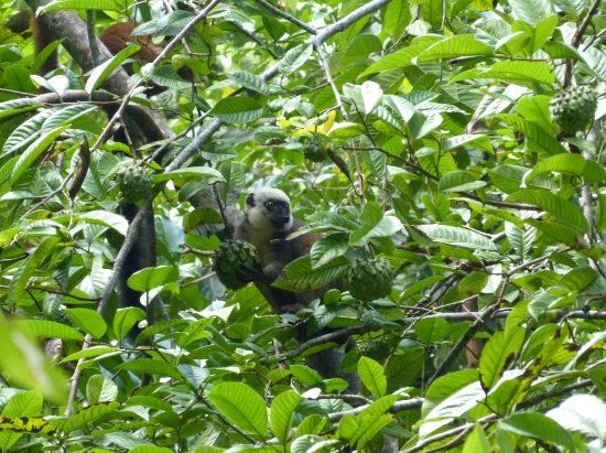 Farankaraina Tropical Park